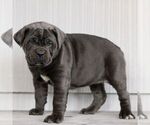 Small #1 Cane Corso