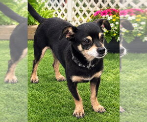 Chihuahua Dogs for adoption in Rocky Mount, NC, USA