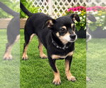 Meeco [rounded ears] - Male Chihuahua Dog for Adoption - Small photo
