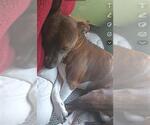 Small Staffordshire Bull Terrier