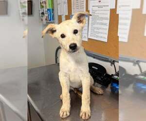 Bass - Male Labrador Retriever-Unknown Mix Dog for Adoption