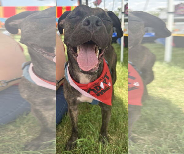 Medium Photo #1 American Staffordshire Terrier-Boxer Mix Puppy For Sale in Germantown, OH, USA