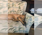 Small #3 Labrador Retriever Mix