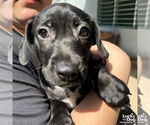 Small #5 Feist Terrier-Retriever  Mix
