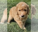 Puppy Gracie Goldendoodle