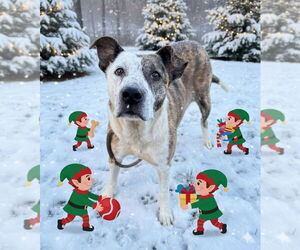 Grace - Female Mutt Dog for Adoption - Photo #8