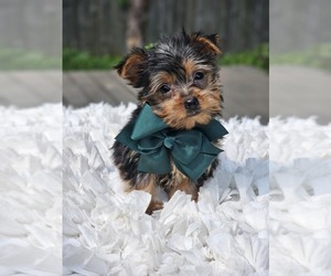 Yorkshire Terrier Puppy for sale in INDIANAPOLIS, IN, USA