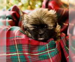 Small Shih Tzu