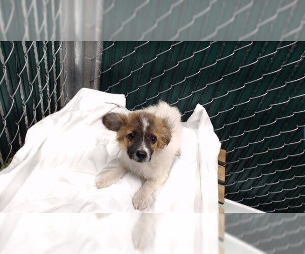 Medium Photo #1 Poodle (Miniature) Puppy For Sale in Downey, CA, USA