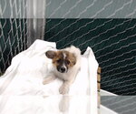 Small Poodle (Miniature)