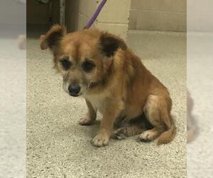 Rat Terrier-Unknown Mix Dogs for adoption in Conroe, TX, USA