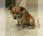 Small Rat Terrier Mix