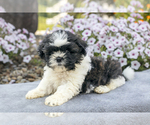 Puppy Joey Shih Tzu