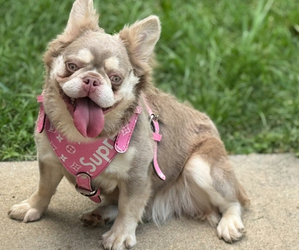 French Bulldog Puppy for sale in BLUE SPRINGS, MO, USA