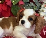 Small #1 Cavalier King Charles Spaniel