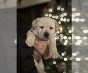Labrador Retriever Puppy for sale in LOUISBURG, NC, USA