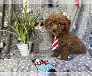 ShihPoo Puppy for sale in LAKELAND, FL, USA