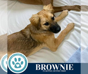 Mutt Dogs for adoption in Kimberton, PA, USA