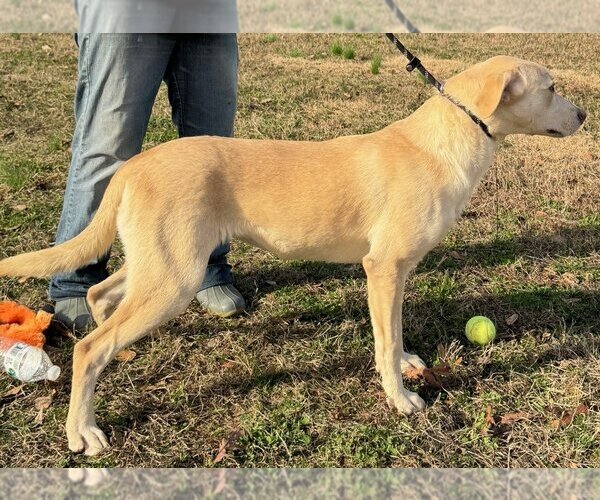Medium Photo #2 Labrador Retriever-Unknown Mix Puppy For Sale in Yardley, PA, USA