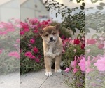 Small #7 Shiba Inu