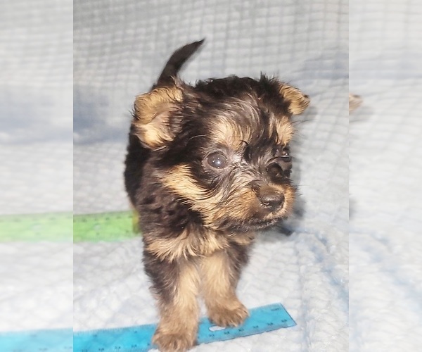 Medium Photo #29 Yorkshire Terrier Puppy For Sale in AKRON, OH, USA
