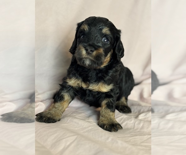 Medium Photo #5 Bernedoodle (Miniature) Puppy For Sale in LONGMONT, CO, USA