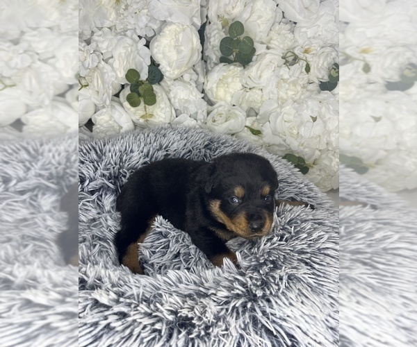 Medium Photo #28 Rottweiler Puppy For Sale in FORT WORTH, TX, USA