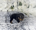 Small Photo #28 Rottweiler Puppy For Sale in FORT WORTH, TX, USA