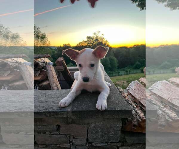 Medium Photo #12 Mutt Puppy For Sale in pomfret, CT, USA