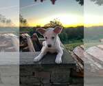 Small #11 Mutt