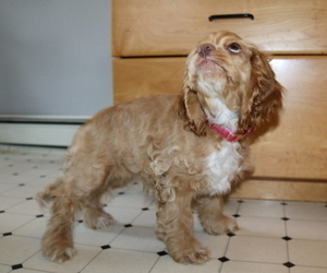 Cocker Spaniel Puppy for sale in MONUMENT, CO, USA