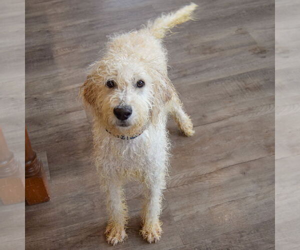 Medium Photo #6 Mutt Puppy For Sale in Huntley, IL, USA