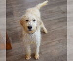 Small #5 Mutt