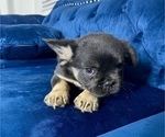 Small #12 French Bulldog