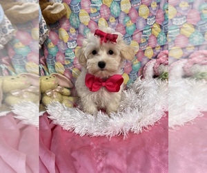 Maltipoo Puppy for sale in BOLINGBROOK, IL, USA