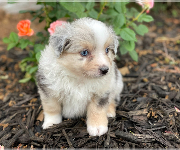 Medium Photo #1 Miniature Australian Shepherd Puppy For Sale in PERU, NE, USA