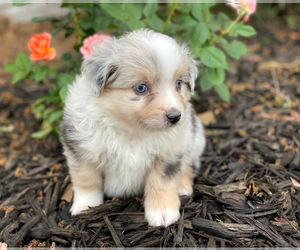 Miniature Australian Shepherd Puppy for Sale in PERU, Nebraska USA