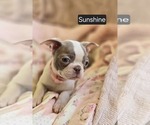 Puppy Sunshine Boston Terrier