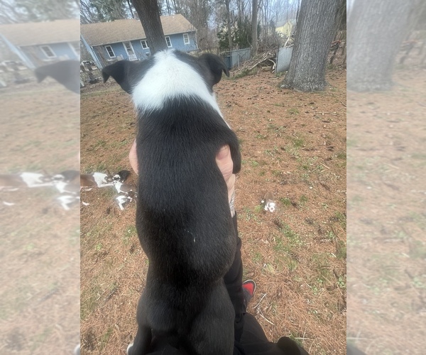 Medium Photo #8 Boston Terrier Puppy For Sale in COVENTRY, RI, USA