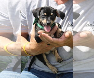 Dachshund Dogs for adoption in Bandera, TX, USA