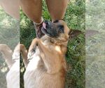 Small #1 Mutt