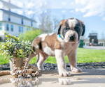Small #1 Saint Bernard