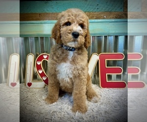 Poodle (Standard) Puppy for sale in NEW DOUGLAS, IL, USA