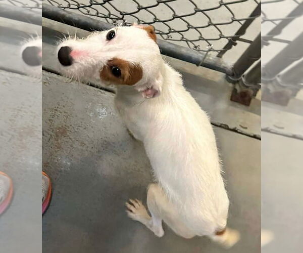 Medium Photo #2 Jack Russell Terrier Puppy For Sale in Minneapolis, MN, USA