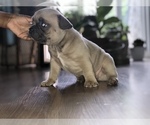 Small Photo #9 French Bulldog Puppy For Sale in WEST ORANGE, NJ, USA