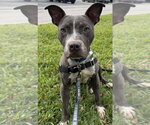 Small #4 Staffordshire Bull Terrier