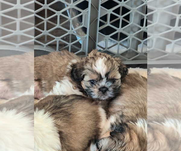 Medium Photo #2 Shih Tzu Puppy For Sale in BOKOSHE, OK, USA