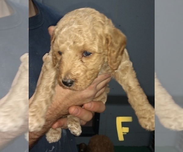 Medium Photo #5 Poodle (Miniature) Puppy For Sale in NORTH LIBERTY, IN, USA