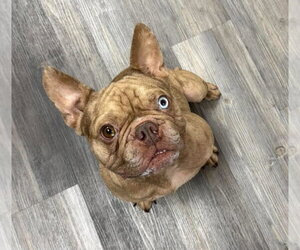French Bulldog Dogs for adoption in Mount Pleasant, SC, USA