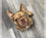 Pierre - Male French Bulldog Dog for Adoption - Small photo